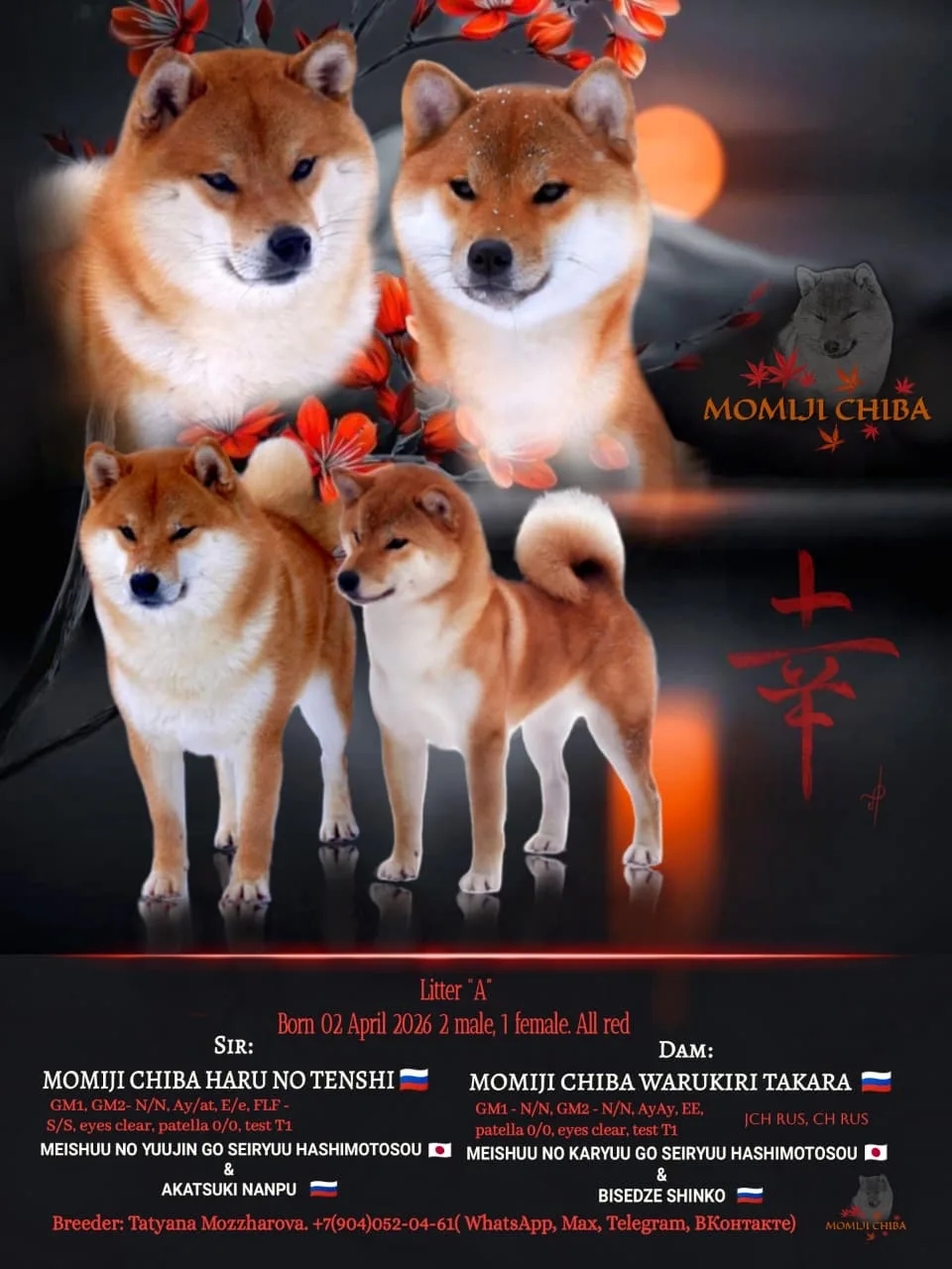 dog