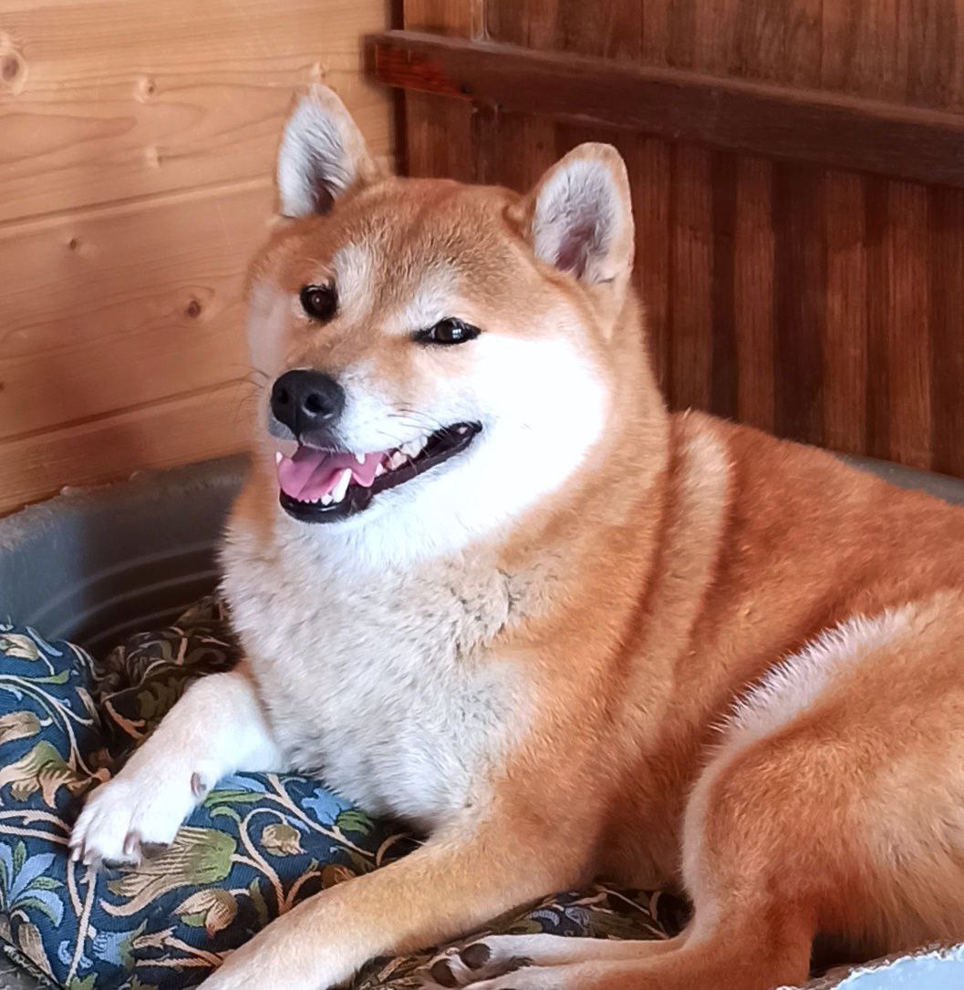 dog